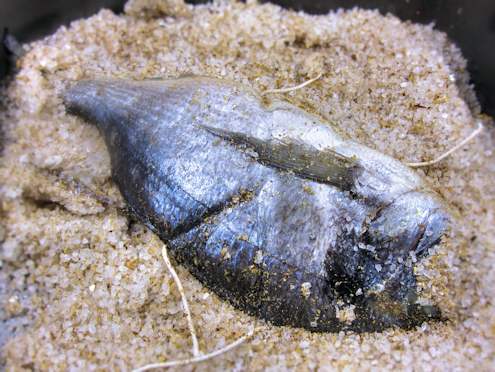 Fish in a salt crust