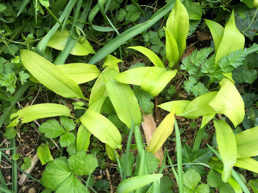 wild garlic cuisinefiend.com