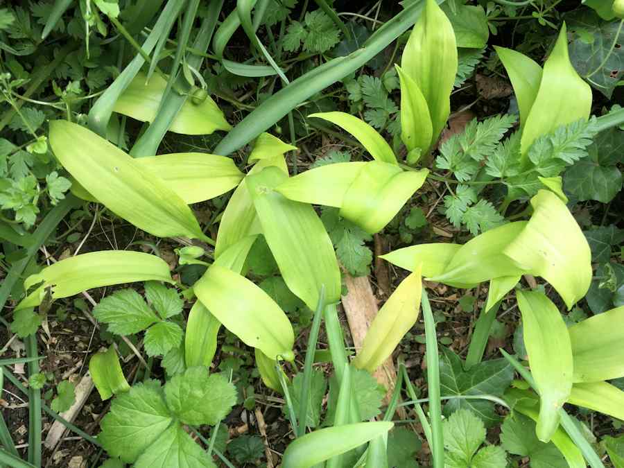 Wild garlic