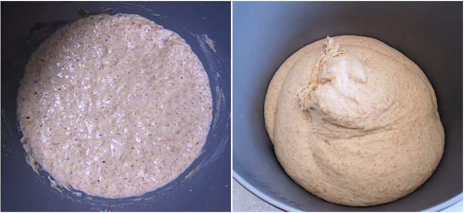 Sponge and dough