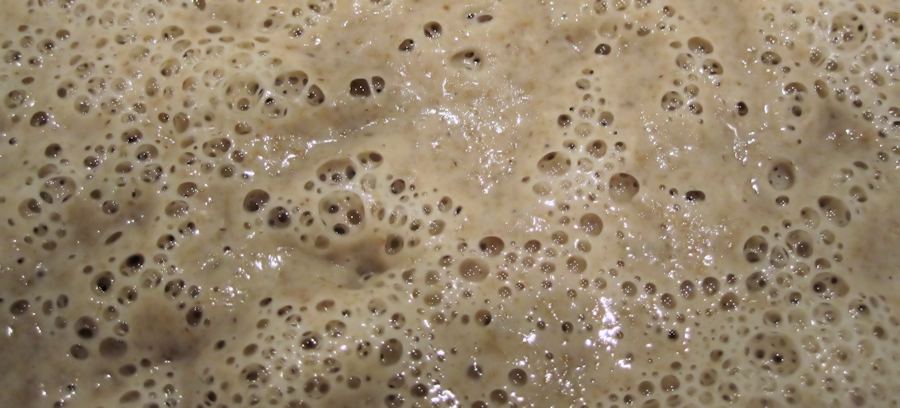 Sourdough starter