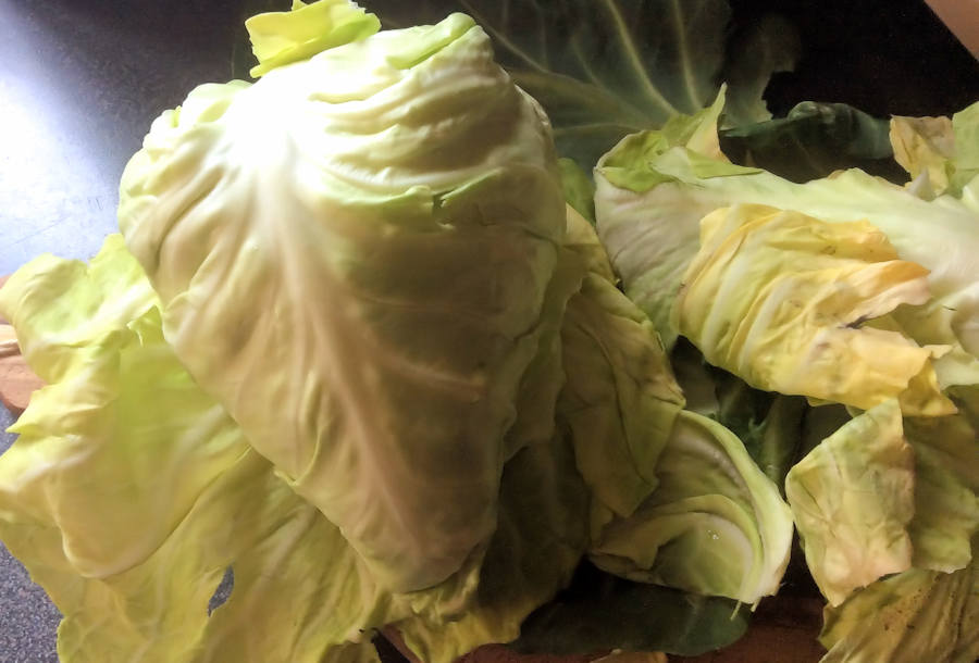 Cabbage