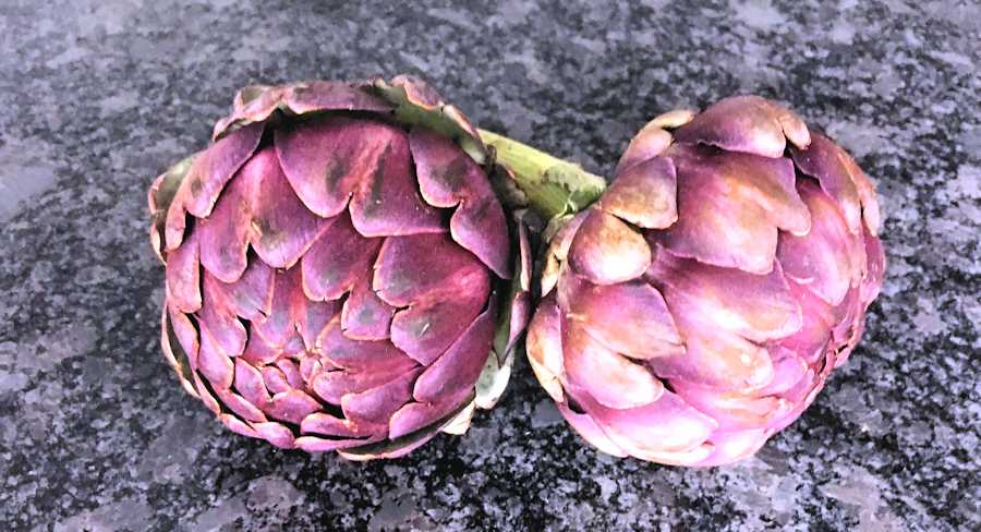 globe artichokes